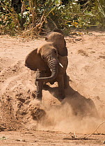 African elephant (Loxodonta africana) walking down dusty, dry riverbank, Ewaso Ngiro River, Samburu Game Reserve, Kenya, East Africa.