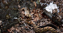 Timelapse of Timber rattlesnake (Crotalus horridus) investigating and beginning to swallow Cottontail rabbit (Sylvilagus floridanus), Maryland, USA.