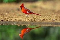 Northern cardinal (Cardinalis cardinalis) male, standing at edge of pool, Santa Clara Ranch, near Edinburg, Texas, USA. January.