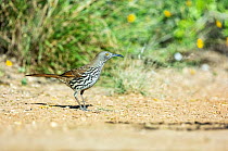 Curve-billed thrasher (Toxostoma curvirostre) standing on dry ground, Santa Clara Ranch, near Edinburg, Texas, USA. January.