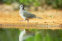 White tipped dove (Leptotila verreaux) walking along edge of pool, Santa Clara Ranch, near Edinburg, Texas, USA. January.
