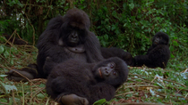 Eastern mountain gorilla (Gorilla beringei beringei) female grooming infant as another female and infant rest behind, Bukima, Virunga National Park, Democratic Republic of Congo, 1996. Critically enda...