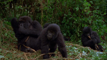 Eastern mountain gorilla (Gorilla beringei beringei) female and infant play and groom each other as another female and infant do the same behind, Bukima, Virunga National Park, Democratic Republic of...