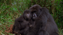 Eastern mountain gorilla (Gorilla beringei beringei) infant entering frame to lean against female sitting in vegetation, before walking off and leaving frame. Bukima, Virunga National Park, Democratic...