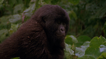 Eastern mountain gorilla (Gorilla beringei beringei) juvenile standing and looking around as two females feed beside them. The camera zooms out from mid-shot to wide. Bukima, Virunga National Park, De...