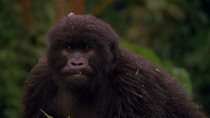 Eastern mountain gorilla (Gorilla beringei beringei) looking around and foraging in vegetation. The camera zooms out of mid-shot. Bukima, Virunga National Park, Democratic Republic of Congo, 1996. Cri...