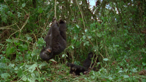 Eastern mountain gorilla (Gorilla beringei beringei) infants play by hanging from a vine and spinning, as another sits behind, Bukima, Virunga National Park, Democratic Republic of Congo, 1996. Critic...