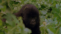 Eastern mountain gorilla (Gorilla beringei beringei) juvenile looking around whilst sitting in vegetation. The camera zooms out from close up of gorilla. Bukima, Virunga National Park, Democratic Repu...