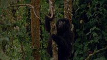 Tracking shot of Eastern mountain gorilla (Gorilla beringei beringei) juvenile entering frame and climbing up tree, Bukima, Virunga National Park, Democratic Republic of Congo, 1996. Critically endang...
