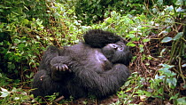 Eastern mountain gorilla (Gorilla beringei beringei) female scratching foot whilst resting on her back, Bukima, Virunga National Park, Democratic Republic of Congo, 1996. Critically endangered.