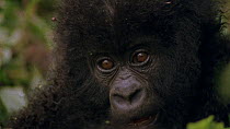 Close up of Eastern mountain gorilla (Gorilla beringei beringei) infant peering at camera before running off, Bukima, Virunga National Park, Democratic Republic of Congo, 1996. Critically endangered.