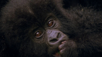 Eastern mountain gorilla (Gorilla beringei beringei) infant feeding on leaves. The camera zooms out as the young gorilla bites the arm of an adult female who lets go. Bukima, Virunga National Park, De...