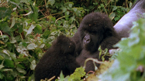 Eastern mountain gorilla (Gorilla beringei beringei) female grooming infant and pulling them in for a hug. The camera zooms out from a close-up of the adult grooming the infant gorilla. Bukima, Virung...