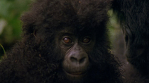 Close up of Eastern mountain gorilla (Gorilla beringei beringei) infant head looking forwards before turning around, with adult sitting behind, Bukima, Virunga National Park, Democratic Republic of Co...