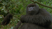 Eastern mountain gorilla (Gorilla beringei beringei) juvenile sat in tree. The camera pans down to female feeding below as infant watches from behind, Bukima, Virunga National Park, Democratic Republi...