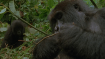 Eastern mountain gorilla (Gorilla beringei beringei) female feeding on stick as infant sits behind, Bukima, Virunga National Park, Democratic Republic of Congo, 1996. Critically endangered.