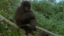 Eastern mountain gorilla (Gorilla beringei beringei) sitting in branch and looking around as female feeds below, Bukima, Virunga National Park, Democratic Republic of Congo, 1996. Critically endangere...