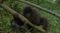 Eastern mountain gorilla (Gorilla beringei beringei) infant climbing down branches backwards as two females feed behind, Bukima, Virunga National Park, Democratic Republic of Congo, 1996. Critically e...