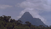 Eastern mountain gorilla (Gorilla beringei beringei) habitat and Mikeno volcano, Virunga mountains, Virunga National Park, Democratic Republic of Congo. 1996.