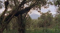 Eastern mountain gorilla (Gorilla beringei beringei) habitat and Virunga volcano, Karisimbi, Virunga National Park, Democratic Republic of Congo. 1996.