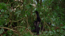 Eastern mountain gorilla (Gorilla beringei beringei) juvenile looking at the camera and swinging on a overhanging vine. The young gorilla stops playing and sits down in the vegetation. Virunga Nationa...