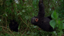 Eastern mountain gorilla (Gorilla beringei beringei) juvenile swinging on a overhanging vine. Another juvenile emerges from vegetation and pulls the other gorilla off the vine. Virunga National Park,...