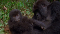 Eastern mountain gorilla (Gorilla beringei beringei) juvenile and adult sitting side by side. The young gorilla is grooming whilst the adult watches. Virunga National Park, Democratic Republic of Cong...