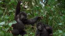 Eastern mountain gorilla (Gorilla beringei beringei) juveniles playing. One juvenile is swinging on a vine and then the other animal pulls them off it and onto the ground. Virunga National Park, Democ...