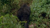 Eastern mountain gorilla (Gorilla beringei beringei) female walking through vegetation and then sitting down on her day bed, Virunga National Park, Democratic Republic of Congo. 1996.