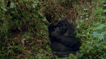 Eastern mountain gorilla (Gorilla beringei beringei) female sitting on day bed and grooming, Virunga National Park, Democratic Republic of Congo. 1996.