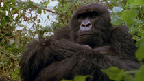 Eastern mountain gorilla (Gorilla beringei beringei) female sitting on bed of vegetation, looking at juvenile which enters frame and walks past. Virunga National Park, Democratic Republic of Congo. 19...