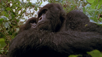Eastern mountain gorilla (Gorilla beringei beringei) female and juvenile sitting on bed of vegetation. The juvenile peers over shoulder of female and then looks inquisitively at the camera. Virunga Na...