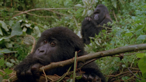 Eastern mountain gorilla (Gorilla beringei beringei) juvenile peering over small branch and then looking inquisitively at the camera. The animal moves away and sits down with male gorilla, in the back...