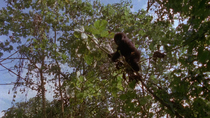 Eastern mountain gorilla (Gorilla beringei beringei) climbing up small branch. The animal  stops climbing the branch, when it realises it is too heavy for it and the branch bends over. Virunga Nationa...