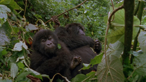 Eastern mountain gorilla (Gorilla beringei beringei) juvenile looking  inquisitively at the camera. In the background, a female is sitting in the undergrowth and eating. Virunga National Park, Democra...