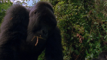 Eastern mountain gorilla (Gorilla beringei beringei) young male walking toward camera. Then the animal stops and looks down at the camera in fascination. The gorilla has a twig in its mouth. Virunga N...