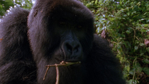 Close up of Eastern mountain gorilla (Gorilla beringei beringei) young male head looking inquisitively at the camera. The gorilla has a twig in its mouth. Virunga National Park, Democratic Republic of...