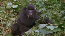 Tracking shot of Eastern mountain gorilla (Gorilla beringei beringei) young male moving past the camera with a twig in its mouth. The goriilla sits down in the undergrowth. Virunga National Park, Demo...