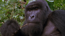 Eastern mountain gorilla (Gorilla beringei beringei) young male eating. The gorilla becomes aware of the camera and stops eating, then the animal stares in fascination at the camera. Virunga National...