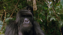Eastern mountain gorilla (Gorilla beringei beringei) juvenile clambering over head and shoulders of young male. The camera moves closer and focuses on young male. Virunga National Park, Democratic Rep...