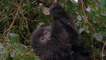 Eastern mountain gorilla (Gorilla beringei beringei) juvenile swinging on overhanging vine, Virunga National Park, Democratic Republic of Congo. 1996.