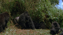 Tracking shot of Eastern mountain gorilla (Gorilla beringei beringei) male walking through troop while juveniles and female move out of the way, Virunga National Park, Democratic Republic of Congo. 19...
