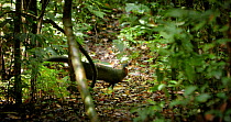 Great argus pheasant (Argusianus argus) male arranging fallen leaves at lekking site, Danum Valley, Sabah, Borneo, Malaysia.
