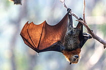 Grey-headed flying-fox (Pteropus poliocephalus) hanging from tree and spreading wing in sunlight, Australia.