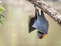 Grey-headed flying-fox (Pteropus poliocephalus) hanging from branch, fanning itself on a hot day, Yarra River, Kew, Victoria, Australia. January.