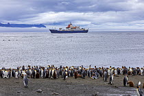 'Marion Dufresne' ship (TAAF supply and oceanographic vessel) at sea with King penguin (Aptenodytes patagonicus) colony standing along the shore in foreground, Possession Island, Crozet Arch...