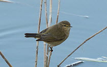Common chiffchaff (Phylloscopus collybita) perched on a reed stem over water, Riet Vell Reserve, Ebro Delta Reserve, Catalonia, Spain. January.