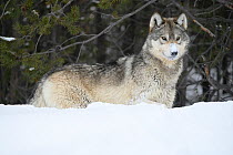 RF - Grey wolf (Canis lupus) standing in deep snow, near Madison Junction, Yellowstone National Park, USA. January. (This image may be licensed either as rights managed or royalty free.)