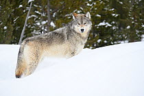 Grey wolf (Canis lupus) standing in deep snow, near Madison Junction, Yellowstone National Park, USA. January.