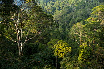 Trees in rainforest as seen from canopy, Halabala Wildlife Sanctuary, Narathiwat, Thailand.